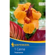 Čebulica Canna Tropicanna (oranžna) Kiepenkerl 1 kos