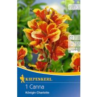   Čebulica pritlikava Canna Queen Charlotte (rumeno-rdeča) Kiepenkerl 1 kos