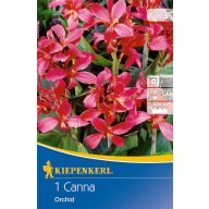 Čebulica pritlikave orhideje Canna (roza) Kiepenkerl 1 kos