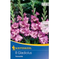   Čebulice Gladiolus Vuvuzela (vijolično-rožnata) Kiepenkerl 8 kosov