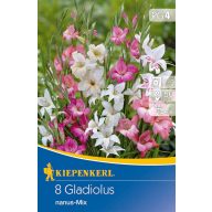   Cvetlična čebulica Mini meč cvet Gladiolus Nanus-Mix Kiepenkerl 8 kosov