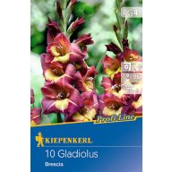   Čebulice Gladiolus Brescia (burgundsko-rumena) Kiepenkerl 10 kosov