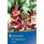 Čebulice Gladiolus Brescia (burgundsko-rumena) Kiepenkerl 10 kosov