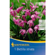   Cvetoča čebulica Jacintorchidea (Bletilla striata) (roza) Kiepenkerl 1 kos
