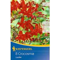   Cvetna čebulica Vrbov pelin (Crocosmia) Lucifer (rdeča) Kiepenkerl 8 kosov