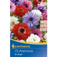   Cvetna čebulica Anemone St. Brigid (mešanica rumenih cvetov) Kiepenkerl 20 kosov