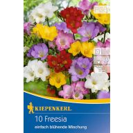   Čebulice Freesia (Freesia) preprosta mešanica barv cvetja Kiepenkerl 10 kosov