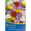 Čebulice Freesia (Freesia) preprosta mešanica barv cvetja Kiepenkerl 10 kosov