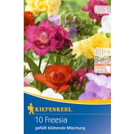   Čebulice Freesia (Freesia) mešanica barv divjih cvetlic Kiepenkerl 10 kosov