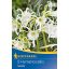 Cvetna čebulica Spider lilija (Hymenocallis) Ismene (bela) Kiepenkerl 2 kosa