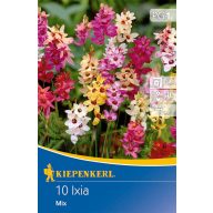 Žarnice Ixia mešanica barv Kiepenkerl 10 kosov