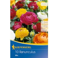 Žarnica Buttercup mešanica barv Kiepenkerl 10 kosov