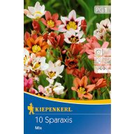   Čebulice Sparaxis (Ciganski cvet) tricolor Kiepenkerl 10 kosov