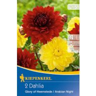   Čebulice Dahlia duet Glorie of Heemst & Arabian Night (rumeno-rdeča) Kiepenkerl 2 kosa