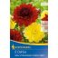 Čebulice Dahlia duet Glorie of Heemst & Arabian Night (rumeno-rdeča) Kiepenkerl 2 kosa