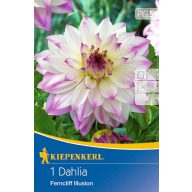   Cvetlična čebulica Dahlia Ferncliff Illusion (belo-vijolično-rumena) Kiepenkerl 1 kos