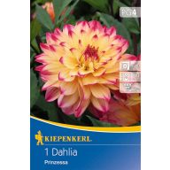   Cvetna čebulica Dahlia Prinzessa (rumeno-rožnata) Kiepenkerl 1 kos