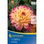 Cvetna čebulica Dahlia Prinzessa (rumeno-rožnata) Kiepenkerl 1 kos