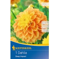   Čebulice Dahlia Deep Impact (sončno rumena) Kiepenkerl 1 kos