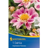   Cvetlična čebulica Dahlia Impression Famoso (roza) Kiepenkerl 1 kos