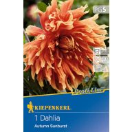   Cvetna čebulica Dahlia Autumn Sunburst (rdeče-rumeno-oranžna) Kiepenkerl 1 kos