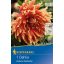 Cvetna čebulica Dahlia Autumn Sunburst (rdeče-rumeno-oranžna) Kiepenkerl 1 kos