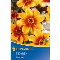   Cvetna čebulica Dahlia Sunshine (rumeno-oranžna) Kiepenkerl 1 kos
