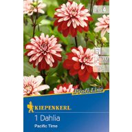 Čebulice Dahlia Pacific Time (rdeče-bela) Kiepenkerl 1 kos