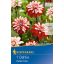 Čebulice Dahlia Pacific Time (rdeče-bela) Kiepenkerl 1 kos