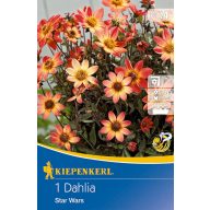   Čebulice Dahlia Star Wars (rumeno-oranžna) Kiepenkerl 1 kos