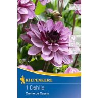   Čebulice Dahlia Creme de Cassis (vijolična) Kiepenkerl 1 kos