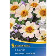   Čebulice Dahlia Happy Days Cream White (kremasta) Kiepenkerl 1 kos
