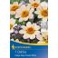 Čebulice Dahlia Happy Days Cream White (kremasta) Kiepenkerl 1 kos