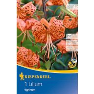   Cvetna čebulica Tigrova lilija Tigerlilie (oranžna) Kiepenkerl 1 kos