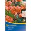 Cvetna čebulica Tigrova lilija Tigerlilie (oranžna) Kiepenkerl 1 kos