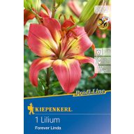   Cvetna čebulica Lily Forever Linda (koralno rumena) Kiepenkerl 1 kos