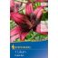 Cvetlična čebulica Lily Purple Eye (roza-burgundska) Kiepenkerl 1 kos
