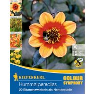 Čebulnice Čmrljev paradižnik Kiepenkerl 20 kosov