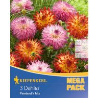 Čebulice Dahlia obrobljene Pineland's Mix 3 kosov