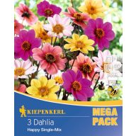   Žarnica Dahlia Posteljnina Dahlia Srečno Enotna mešanica Kiepenkerl 3 kosi