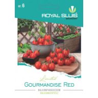 Paradižnik Balcony Gourmandise Red 10 semen Royal Sluis
