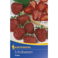Jagoda Polka (rizom) 3 kosa Kiepenkerl