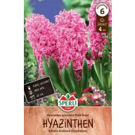 Cvet čebulice Hyacinth Pink Pearl 4 kosov Sperli