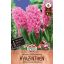 Cvet čebulice Hyacinth Pink Pearl 4 kosov Sperli