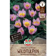   Cvetna čebulica Tulipan divji tulipan Lilac Wonder 10 kosov Sperli