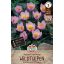 Cvetna čebulica Tulipan divji tulipan Lilac Wonder 10 kosov Sperli