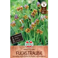 Cvetlična čebulica asirske lilije na kocke 15 kosov Sperli