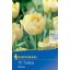Cvetlična čebulica Tulipan Verona Profi-Line Kiepenkerl 10 kosov