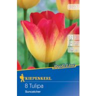 Cvetlična žarnica Tulip Suncatcher 8 kosov Kiepenkerl