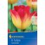 Cvetlična žarnica Tulip Suncatcher 8 kosov Kiepenkerl